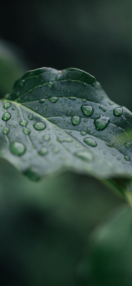 leaf, veins, macro, drops, wet