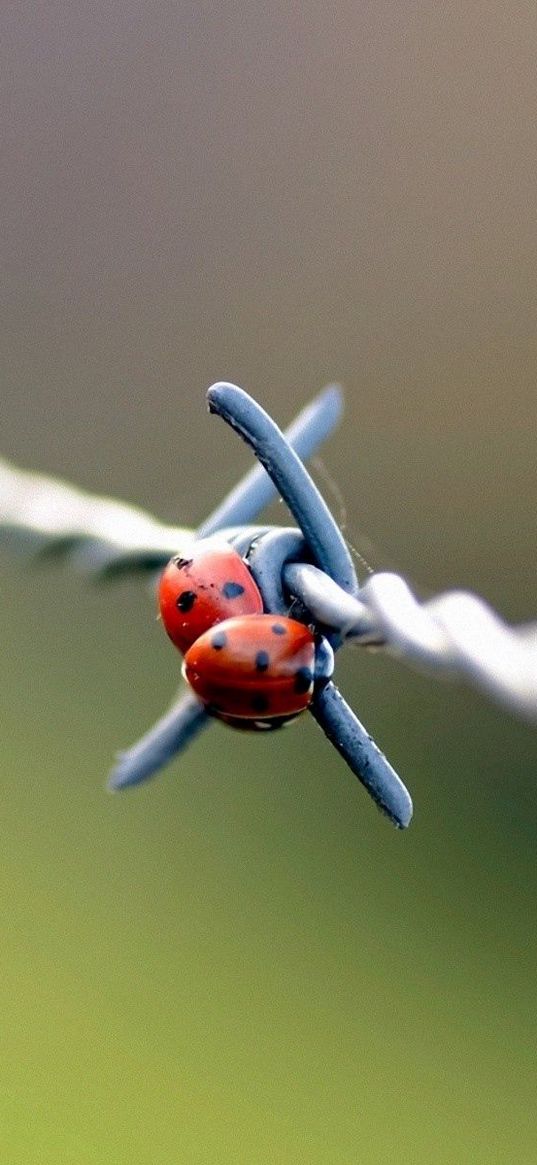 ladybird, wire, metal