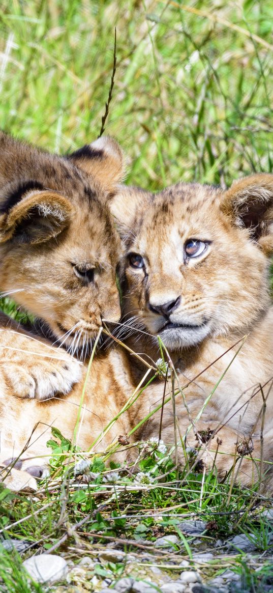 lioness, cub, family, cute, care