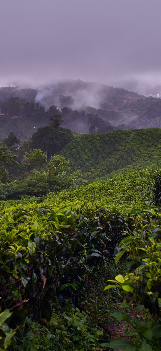 plantation, hills, fog, bushes