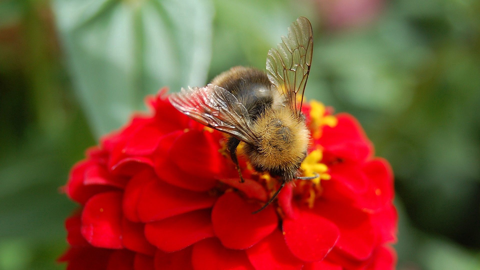 flower, bee, pollinated