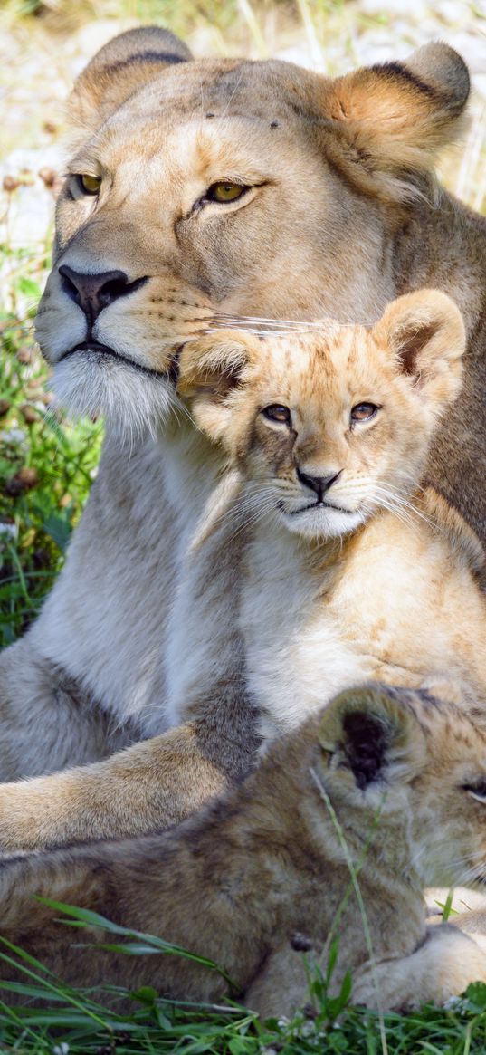 lioness, cub, family, cute, care, grass