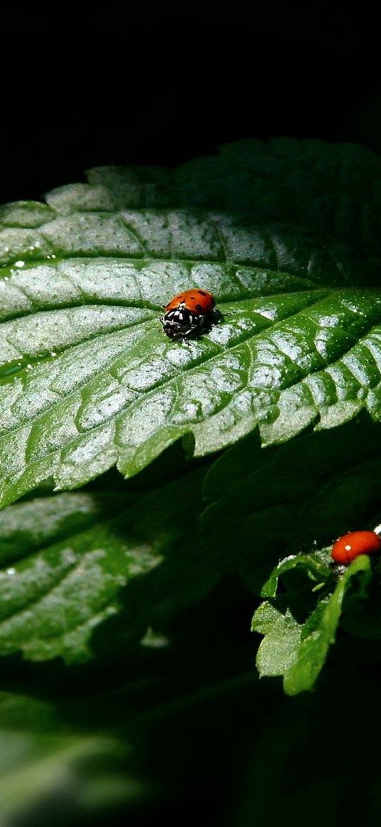 ladybug, three, leaves, shadow, shape