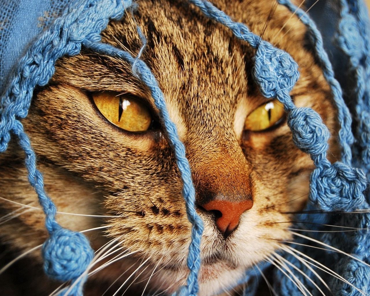 cat, scarf, eyes, face, knitted