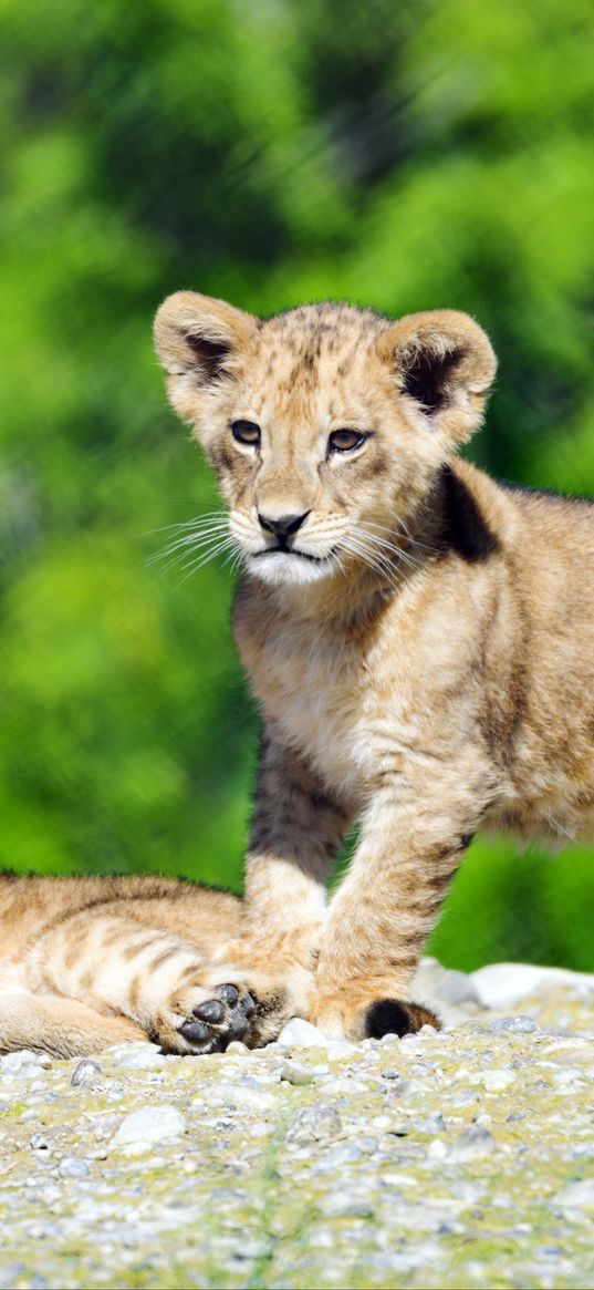 lion cub, lion, cub, cute, wildlife