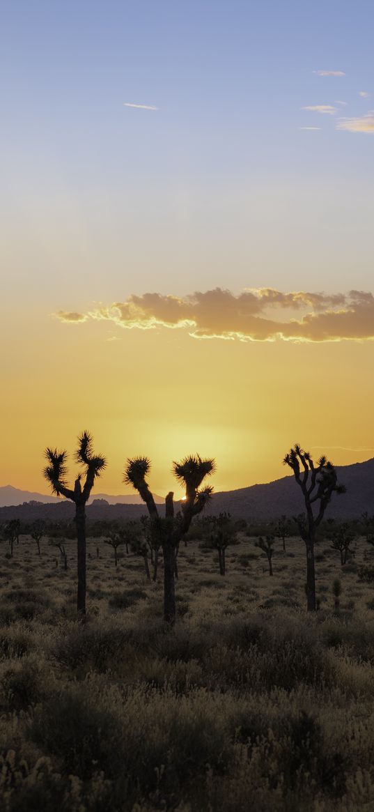 desert, cacti, mountains, sunset