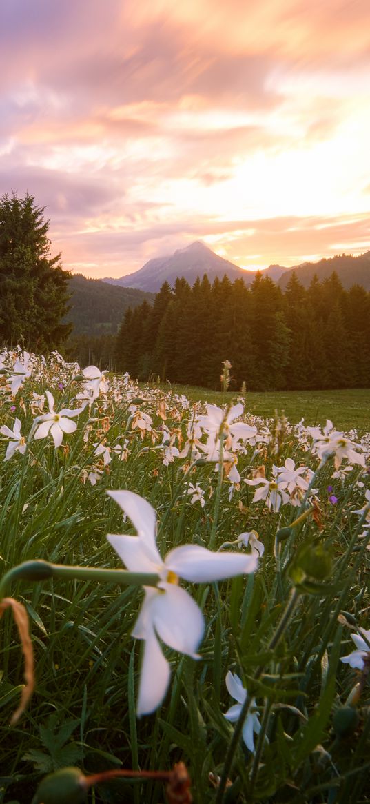 lawn, flowers, mountains, trees, landscape