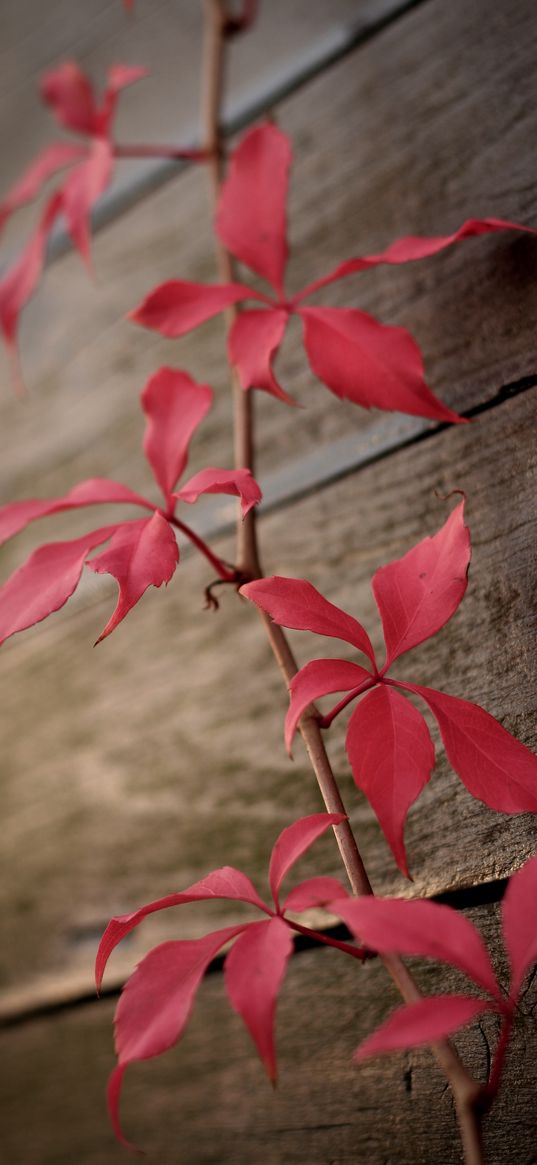 ivy, plant, leaves, red