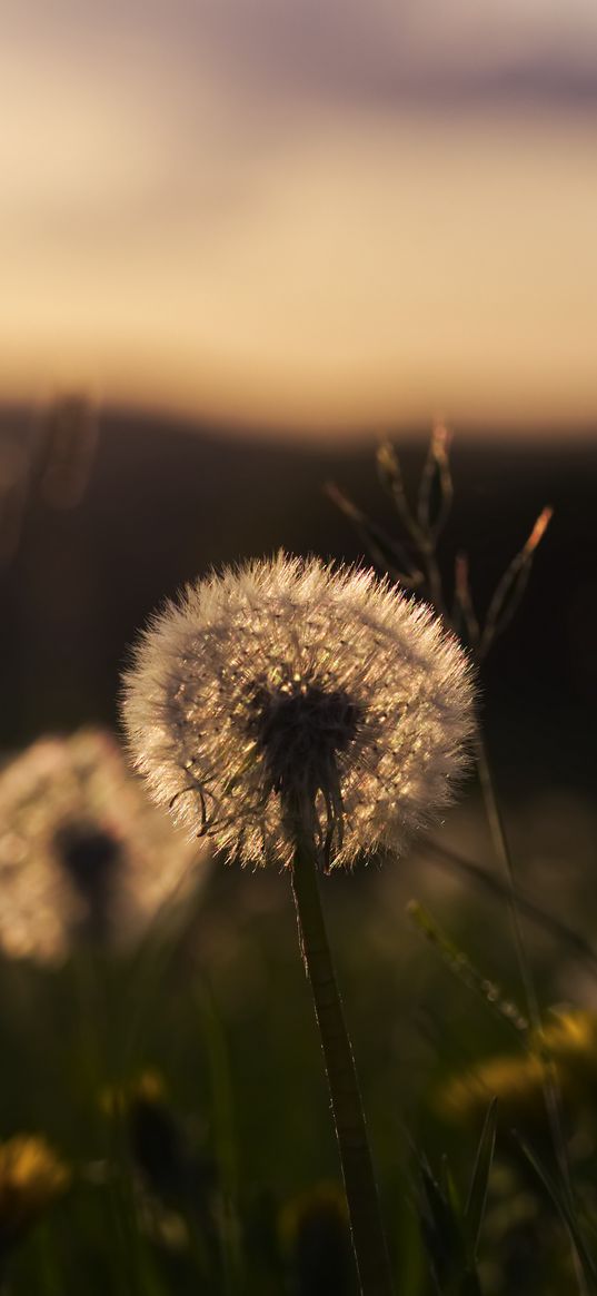 dandelion, plant, fluff, macro, grass