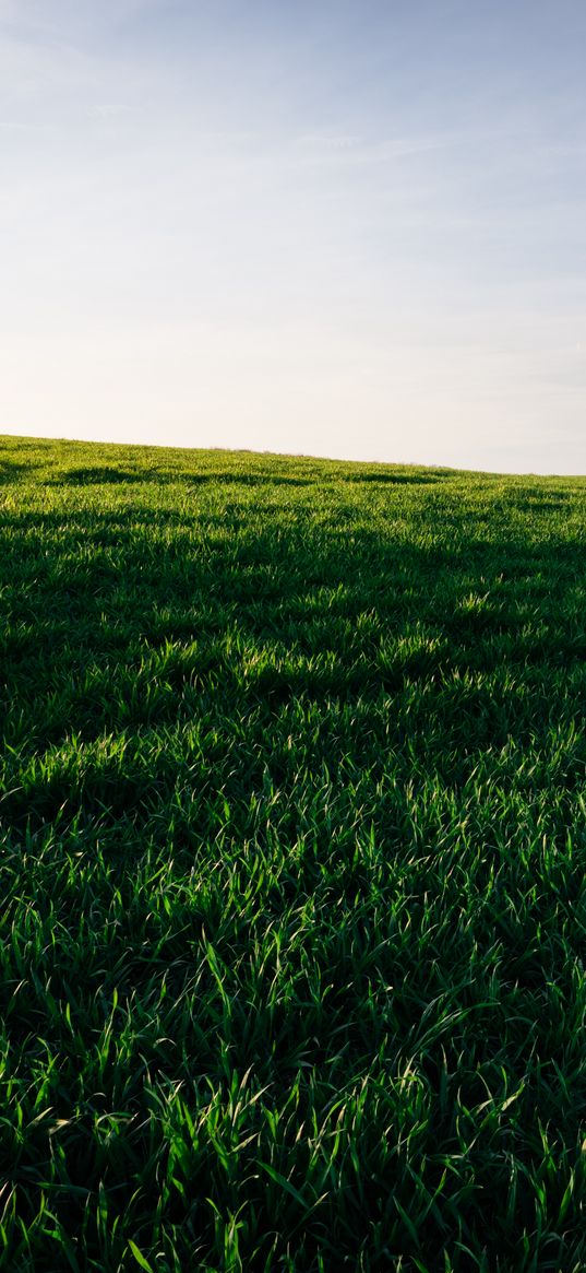 grasses, field, horizon, sky, green