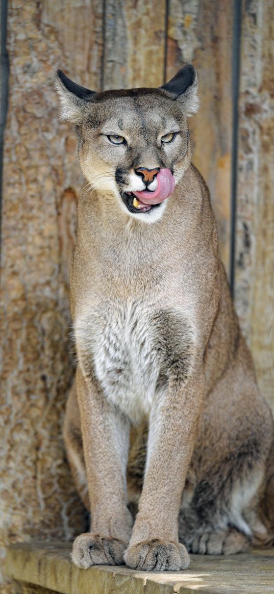 puma, big cat, tongue protruding, predator