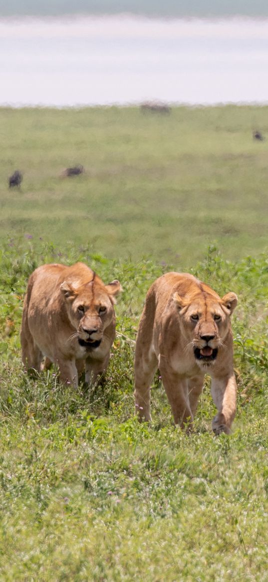 lionesses, predators, big cat, grass