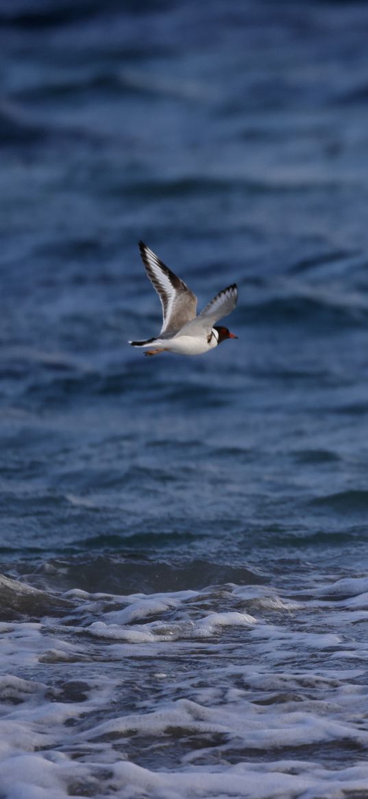 seagull, bird, sea, water, flight