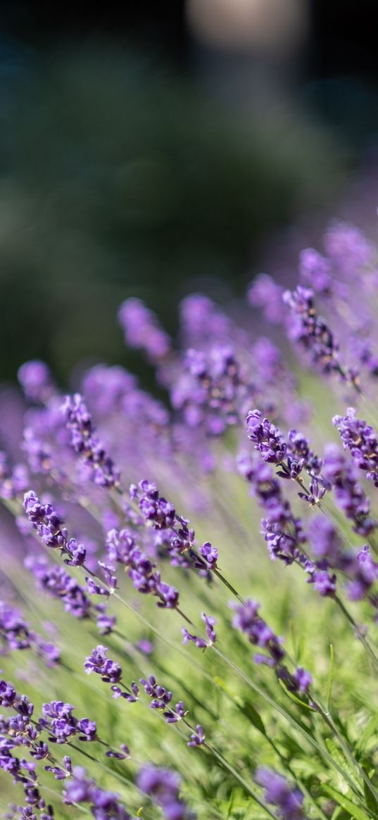 lavender, flowers, wildflowers, purple, herb