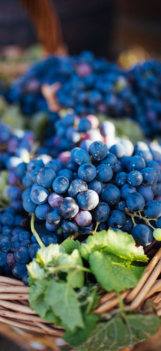 grapes, fruit, vine, leaves, basket