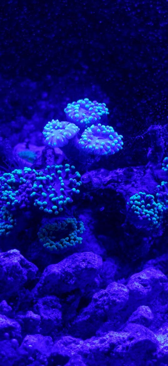 reef, corals, nautical, underwater world, blue