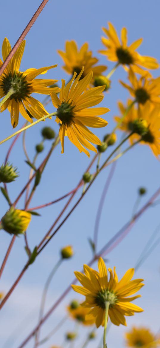 chamomile, flowers, wildflowers, yellow