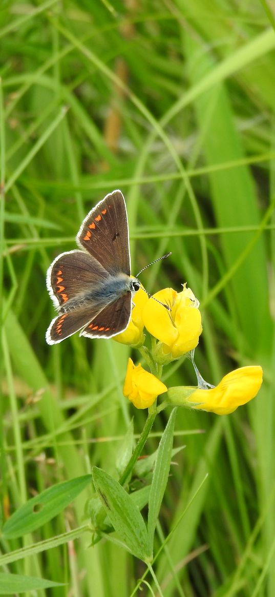 butterfly, wings, pattern, grasses, insect