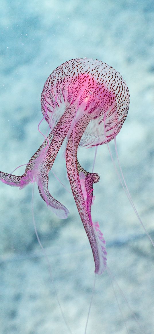 jellyfish, tentacle, water, beautiful, spots