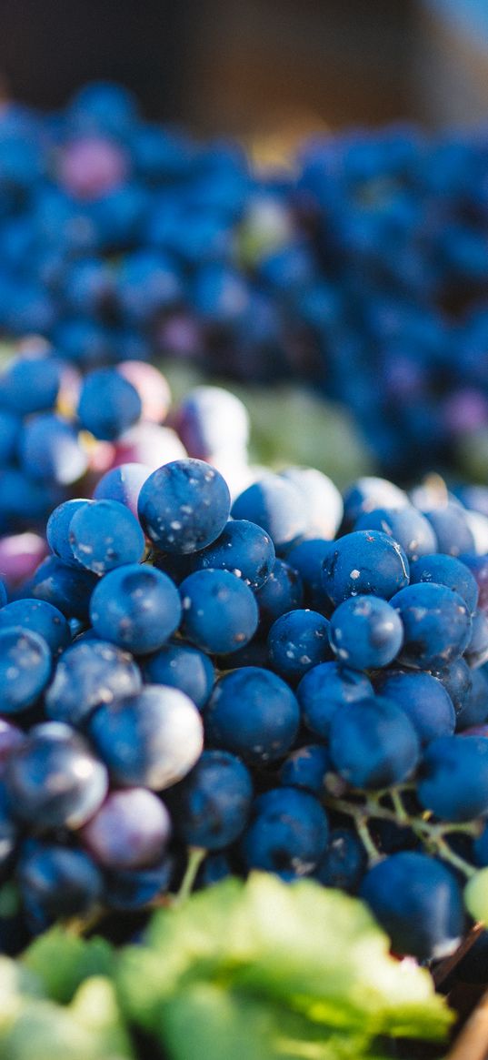 grapes, vine, fruits, berries