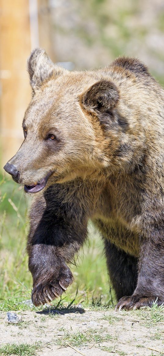 brown bear, bear, predator, muzzle