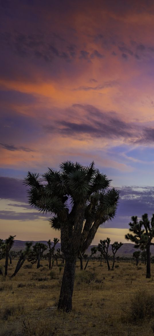 trees, prairie, dusk, evening, sky