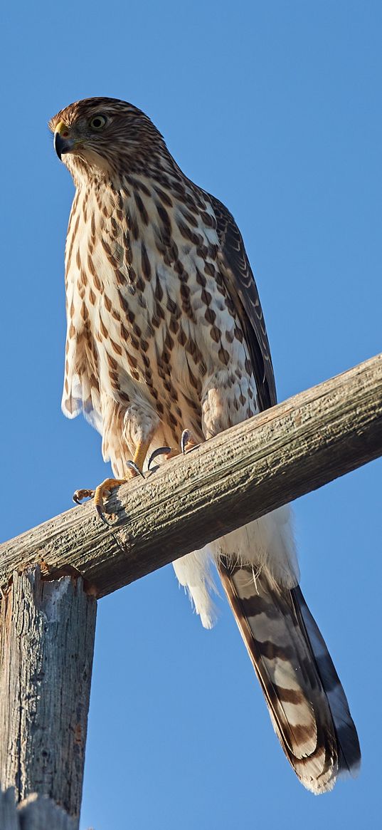 falcon, predator, bird, log