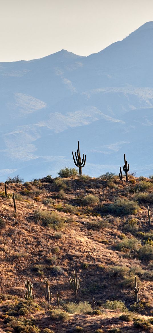 cacti, prairie, hills, mountains, rocks