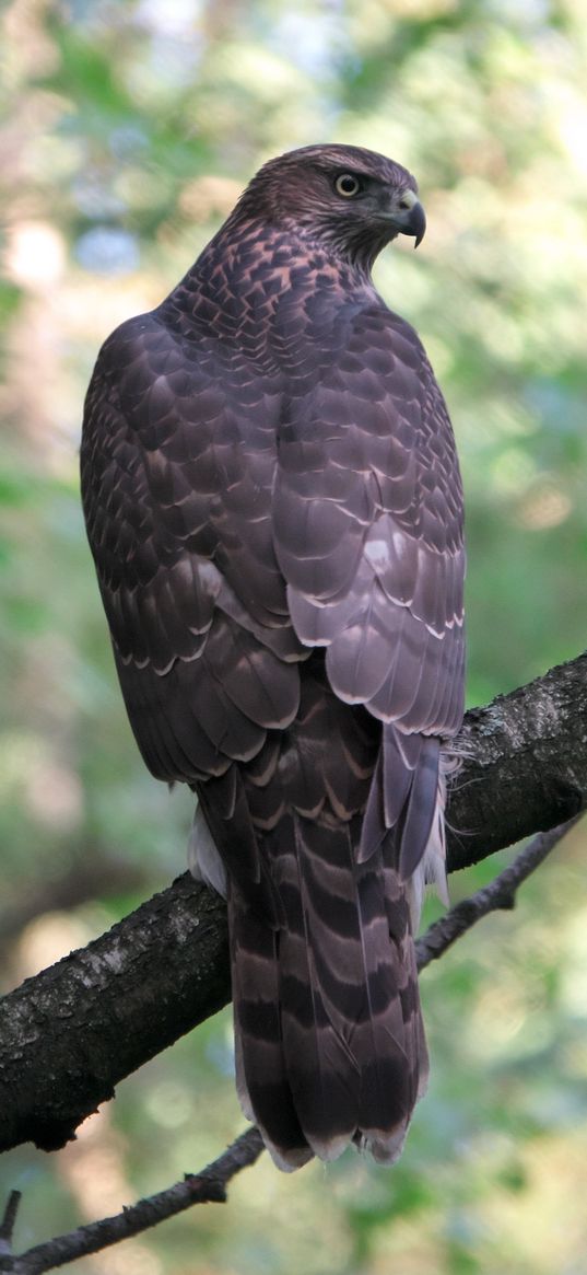 goshawk, bird, predator, trees