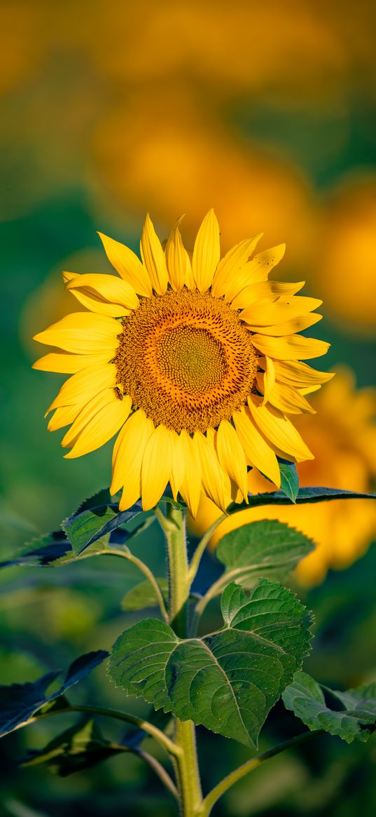 sunflower, flower, petals, yellow, focus