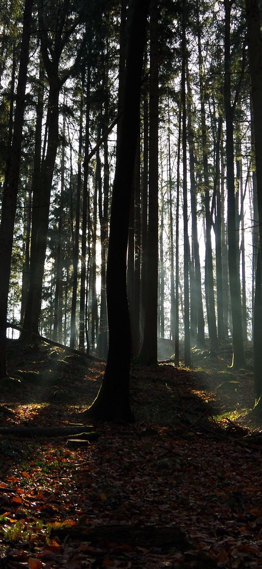 forest, ray, trees, foliage