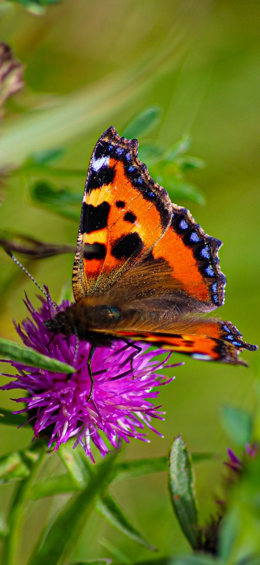 butterfly urticaria, butterfly, wings, cornflower