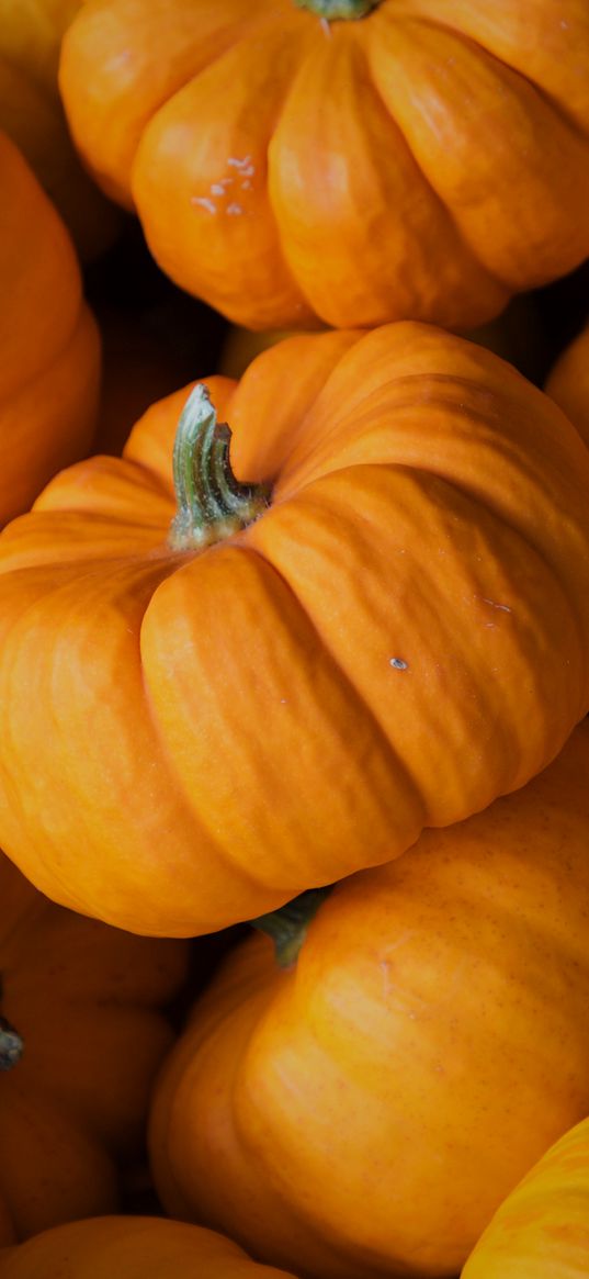 pumpkin, autumn, vegetable