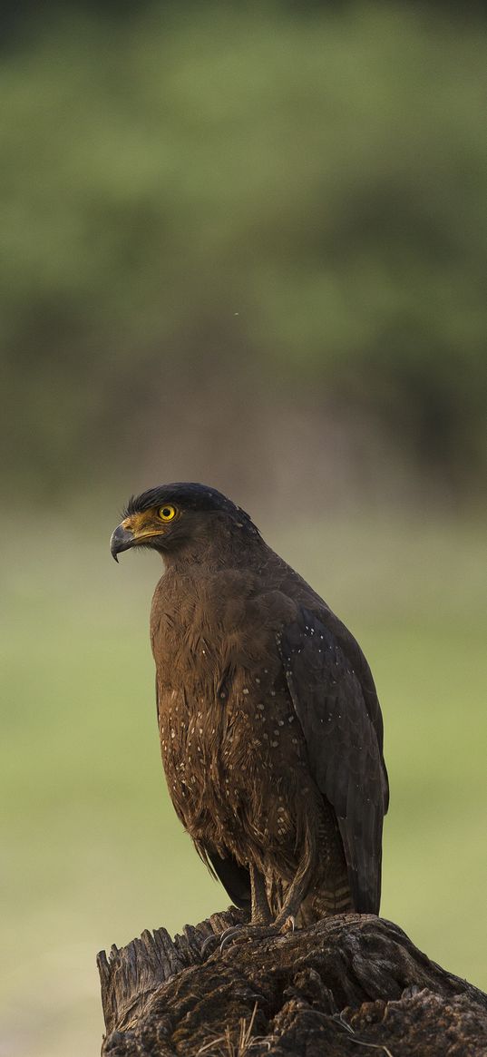 black kite, kite, predator, bird