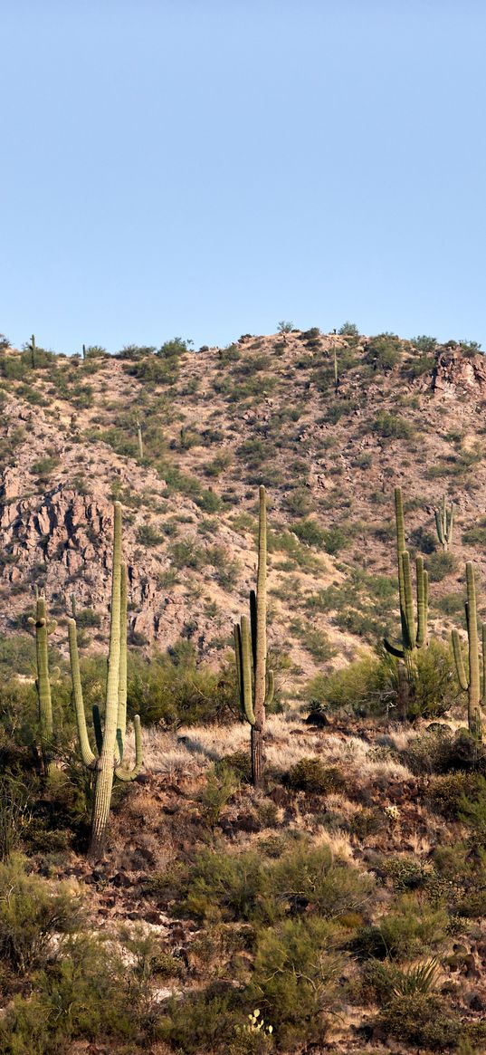 cactus, bushes, prairie, hill