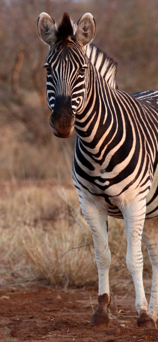 zebra, animal, wildlife, safari