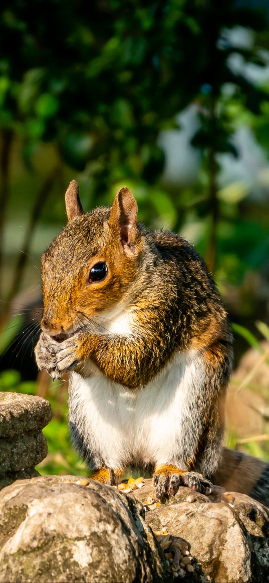 squirrel, rodent, animal, stones