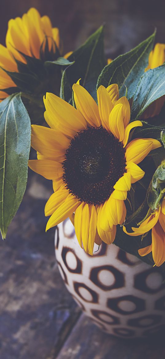 sunflower, flower, petals, vase