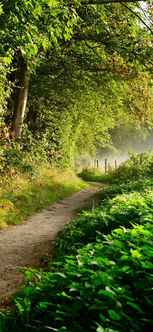 path, forest, trees, bushes, fence