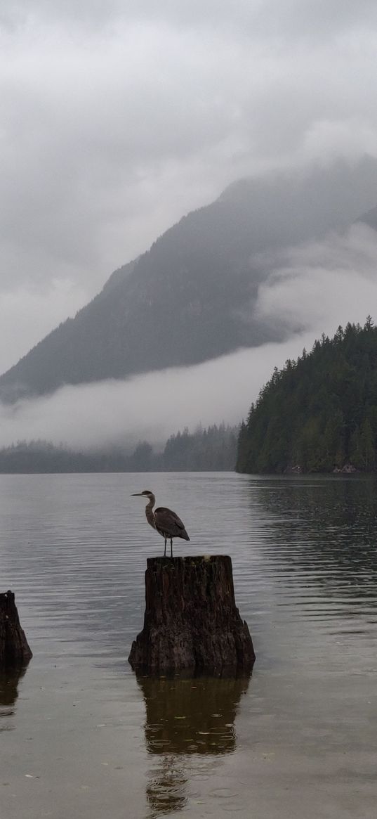 crane, bird, lake, fog, mountains