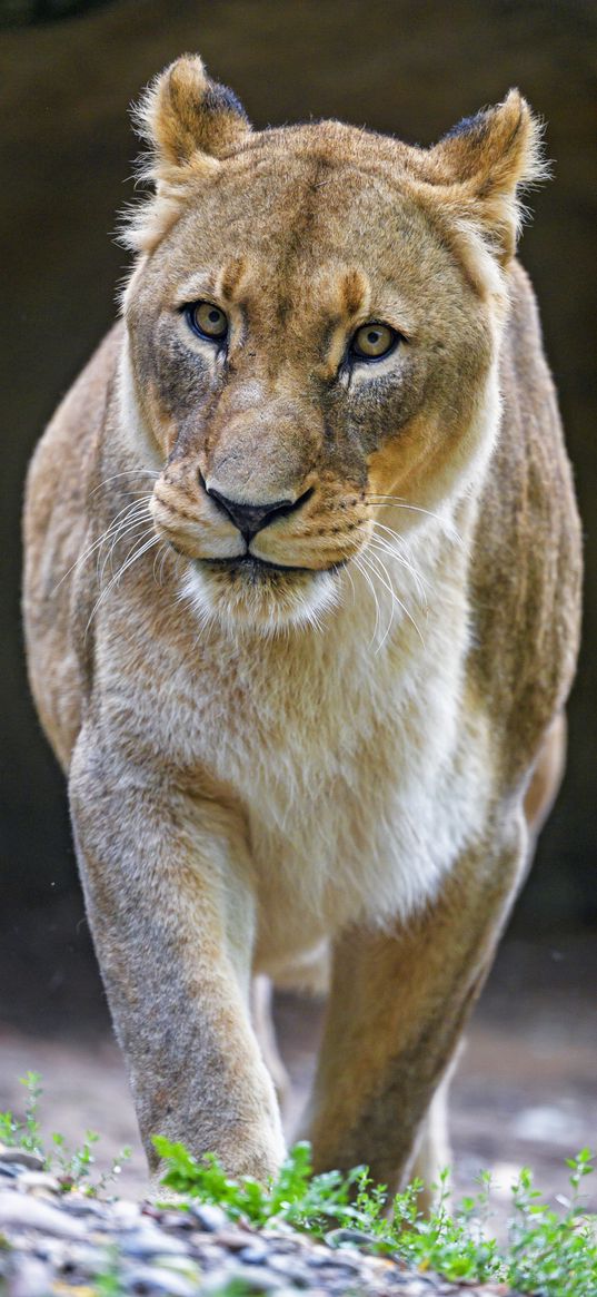 lioness, big cat, predator, glance, gait