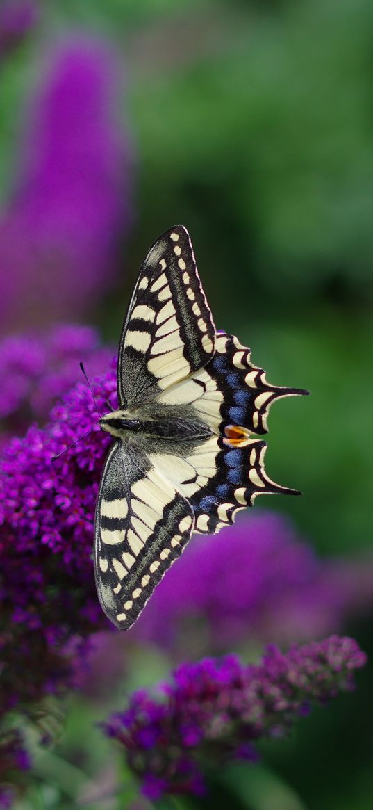 butterfly, wings, pattern, tropical, flowers