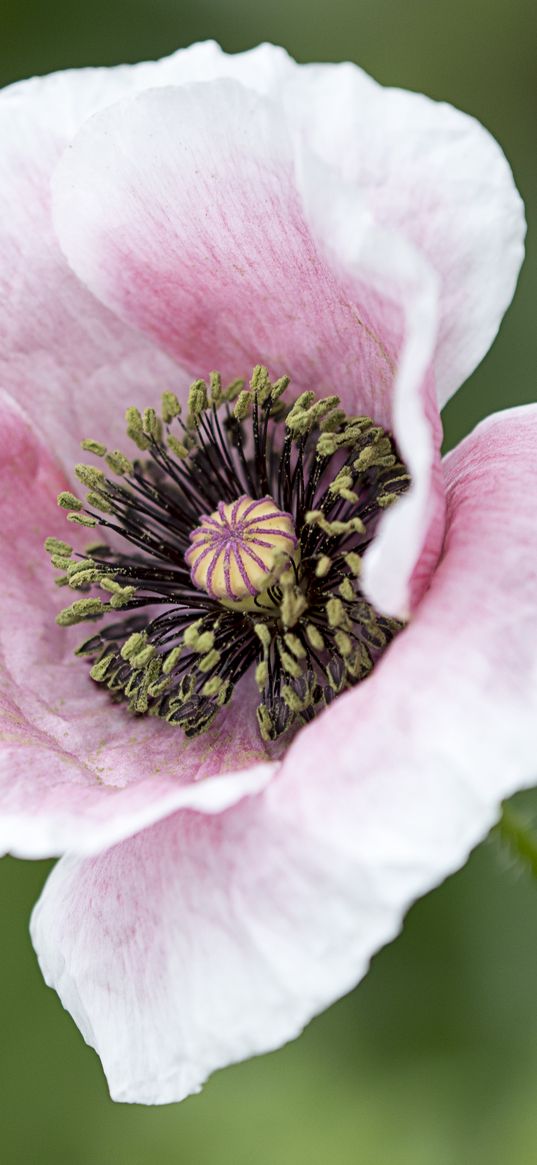 poppy, flower, petals, bloom