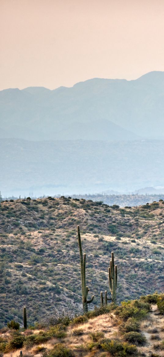 prairies, hills, cacti, grass, bushes