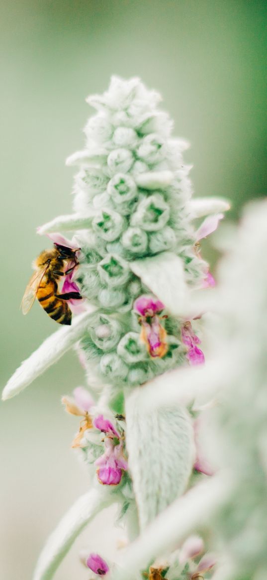 bee, insect, flower, macro, focus