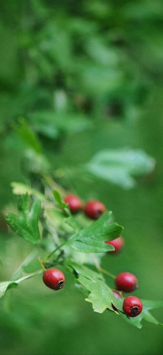 rose hips, berry, branch, leaves