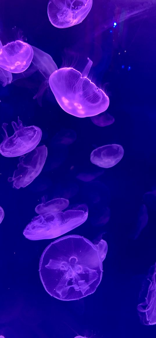 jellyfish, underwater, water, glow