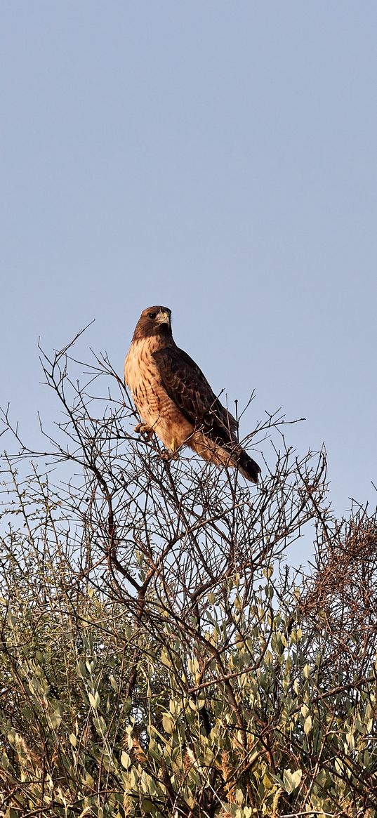 kite, bird, predator, branches, bushes