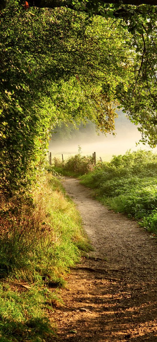 path, forest, trees, bushes, grass