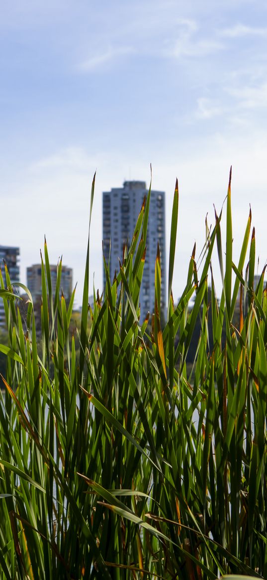 building, grasses, city, plant